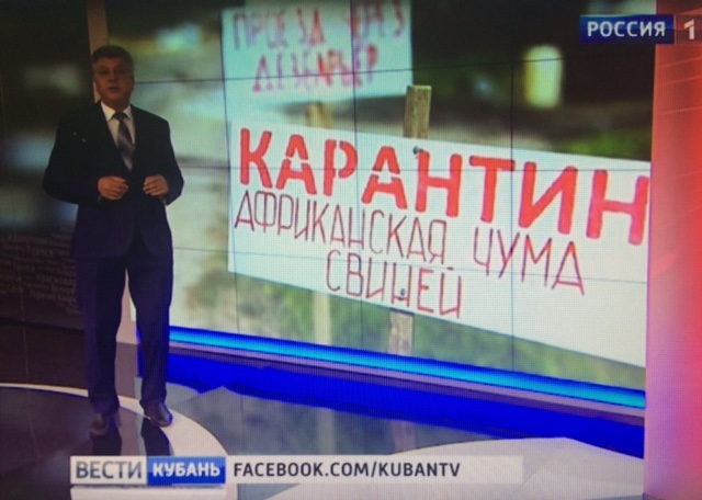 На Кубани ликвидируют около 3% поголовья свиней