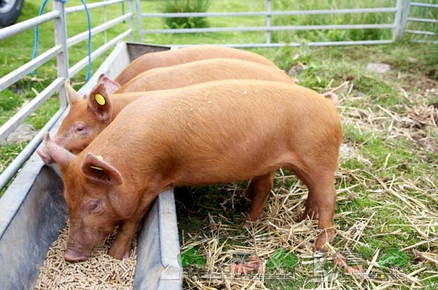 О превышении допустимого уровня содержания цинка и мышьяка в корме для свиней