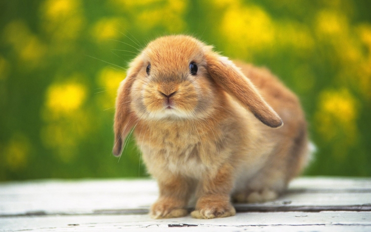 Об обнаружении яиц возбудителя пассалуроза и цист возбудителей эймериоза у кролика