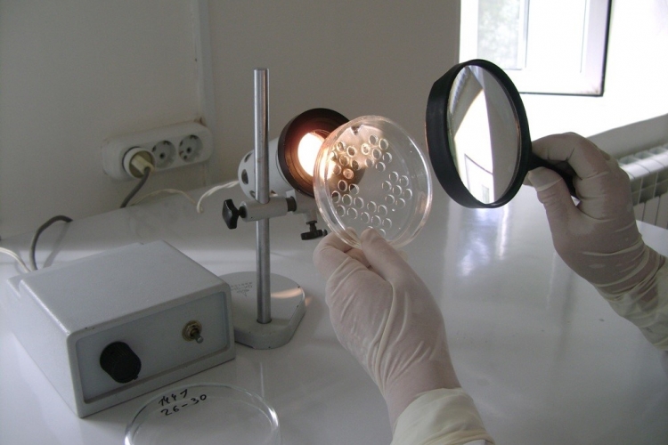 О результатах исследований на лейкоз 