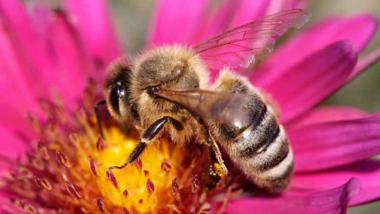 О результатах бактериологических исследований болезней пчел