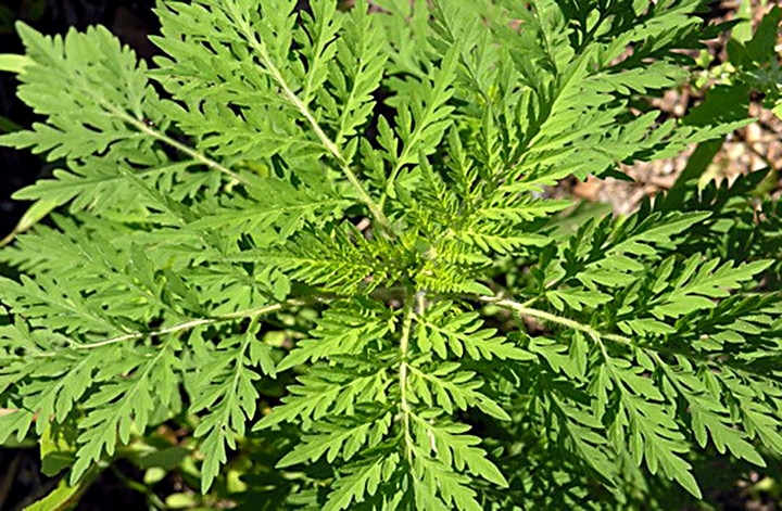 О вреде амброзии полыннолистной