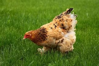 Выявлены изменения характерные для болезни Марека
