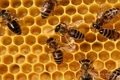 О массовой гибели пчёл в Белореченском районе при отравлении флувалинатом