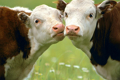 Выделен генетический материал  лейкоза крупного рогатого скота