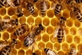  Выделен возбудитель европейского гнильца пчёл