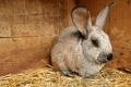  Выделен возбудитель псевдомоноза кроликов 