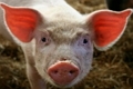 Выделен генетический материал африканской чумы свиней (АЧС)