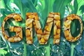 Об обнаружении производного ГМО (промотор FMV) в шроте рапсовом