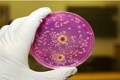 Об обнаружении Salmonella enteritidis в полуфабрикатах