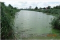 О результатах исследований воды и рыбы из водоема