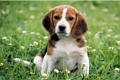 Выявлен специфический антиген парвовируса собак