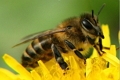 Выделен возбудитель европейского гнильца пчёл 