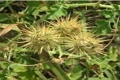 Паслен колючий (Solanum rostratum)