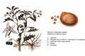 Паслен трехцветковый (Solanum triflorum)