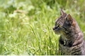 Установление причины гибели кота