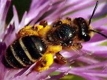 Европейский гнилец пчёл