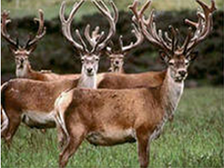 Диктиокаулез (семействo Dicrocoeliidae)