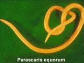 Параскаридоз лошадей  (Parascaris aquorum) 