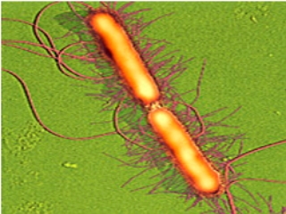 Патогенные культуры Proteus mirabilis, Enterococcus faecalis