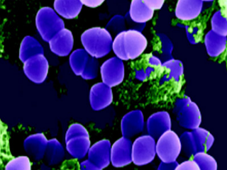Staphylococcus aureus, Staphylococcus intermedius, Escherichia coli О2, Streptococcus canis.