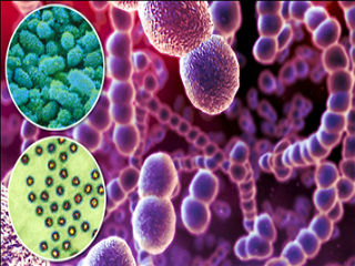 Патогенные культуры: Staphylococcus aureus, Streptococcus, серогруппа А.