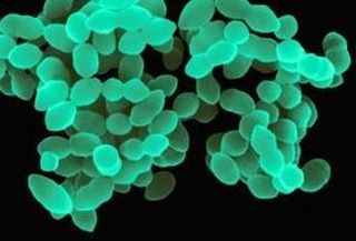 Патогенные культуры Staphylococcus aureus, Enterococcus faecalis