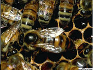 Сальмонеллёз пчёл