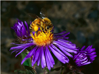 Гафниоз пчёл