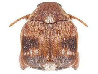 Азиатская многоядная зерновка (Callosobruchus Analis F.) 