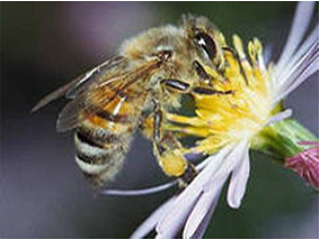 Колибактериоз пчёл