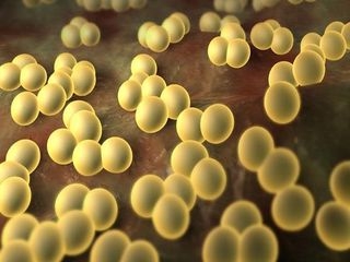 Патогенные культуры: Klebsiella pneumonia, Staphylococcus aureus