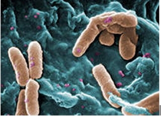 Патогенная культура Pseudomonas aeruginosa