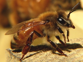 Выяснена причина гибели пчел в частном хозяйстве