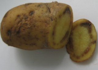Бурая гниль картофеля (Ralstonia solanacearum (Smith) Yabuuchi et al.)
