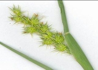 Ценхрус малоцветковый (Cenchrus pauciflorus Benth.)