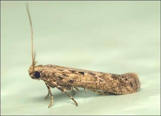 Картофельная моль (Phthorimaea operculella Zell.)