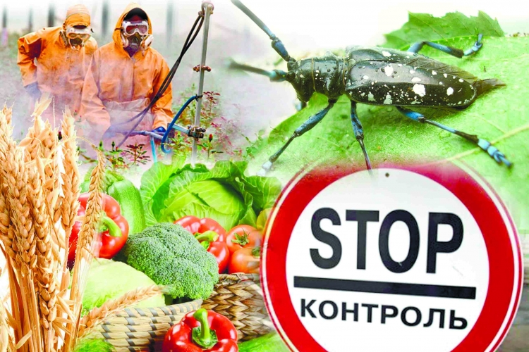 О некоторых итогах работы отдела лабораторной экспертизы карантина растений за 1 квартал 2019 года