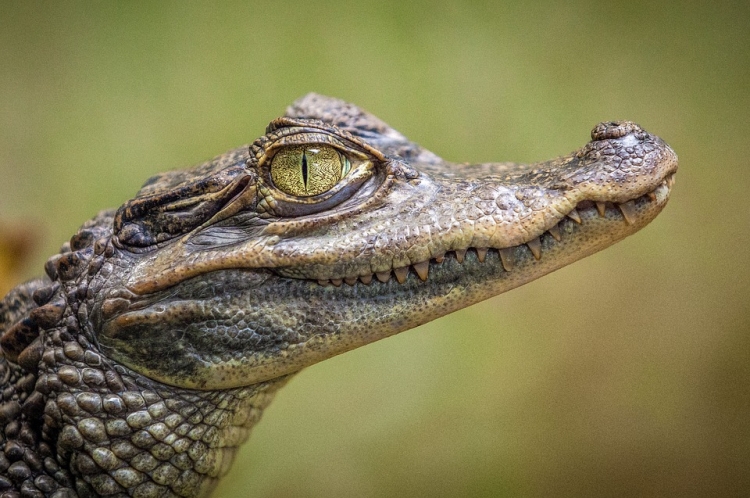 У крокодила выявлен сальмонеллез