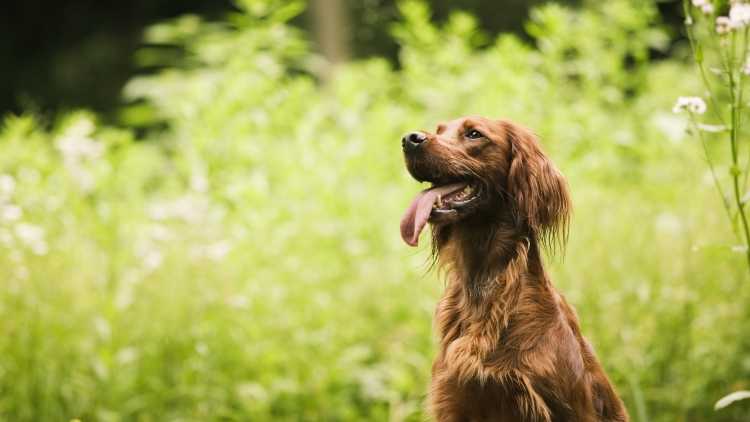 У собаки обнаружены возбудители токсоплазмоза и токсокароза
