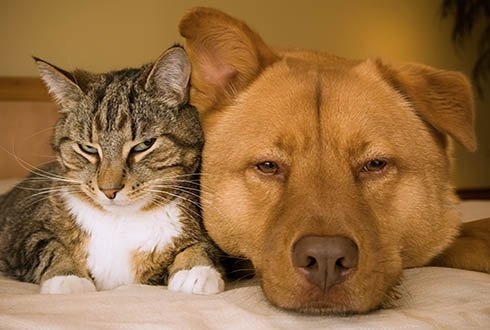 Цистоизоспороз кошек и собак