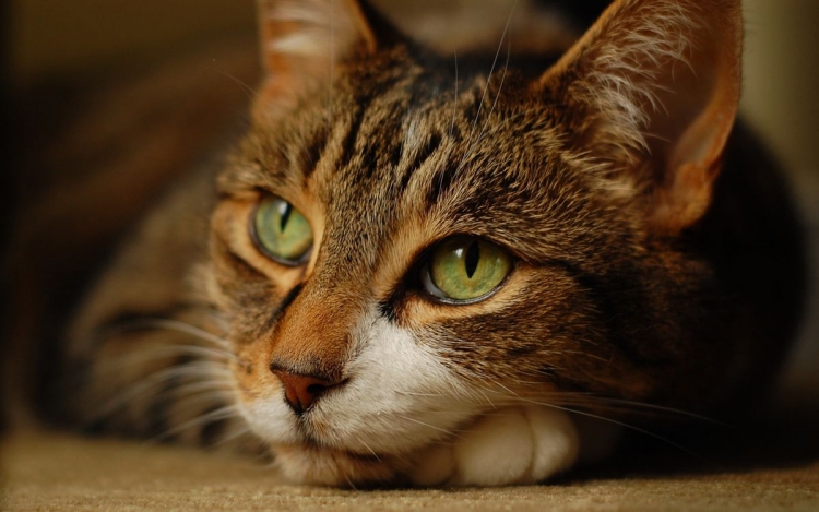 У кошки обнаружен инфекционный ринотрахеит