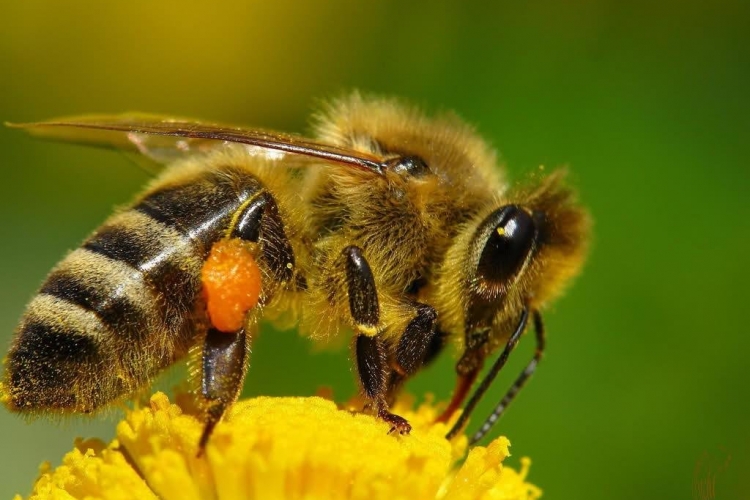 В результате исследования у пчел выявлен аспергиллез