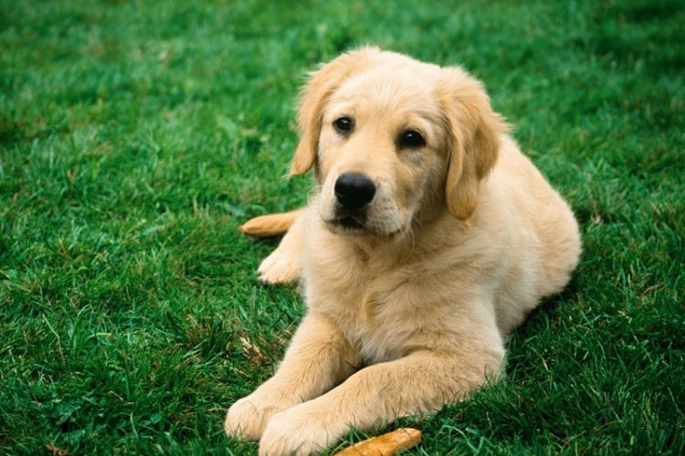 У собаки обнаружены возбудители криптоспоридиоза