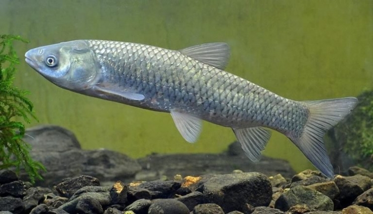 Обнаружены возбудители дактилогироза рыб