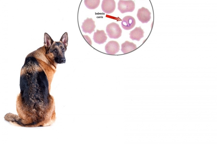 Что необходимо знать о пироплазмозе собак?