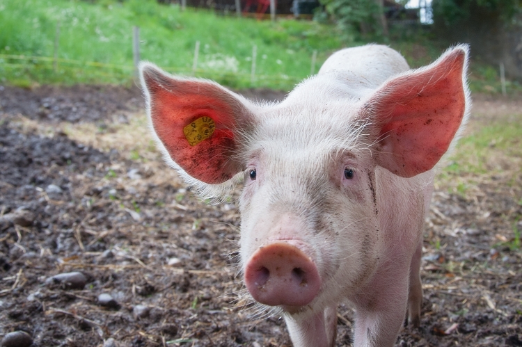 Вниманию владельцев хозяйств, занимающихся содержанием и разведением свиней! Меры по профилактике африканской чумы свиней