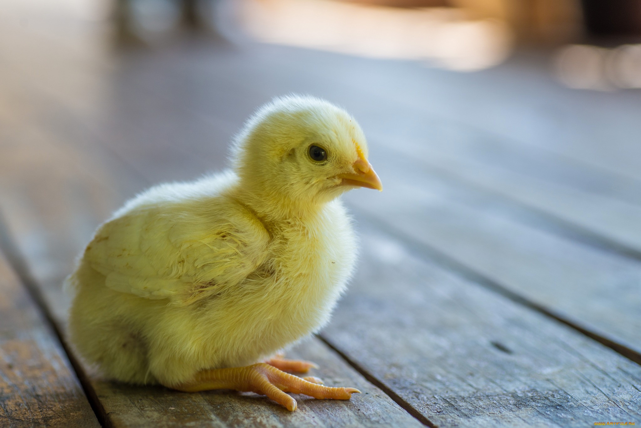 Pollito de paloma