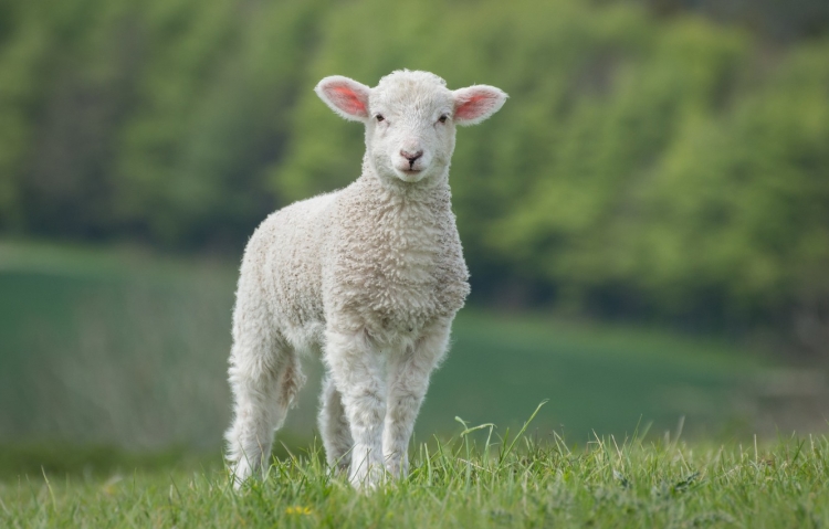 У овец выявлено паразитарное заболевание - диктиокаулез 