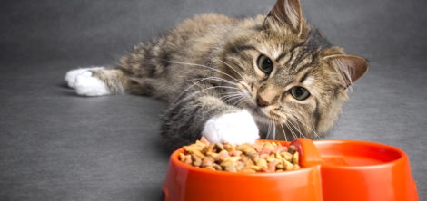 В корме для кошек обнаружено ГМО